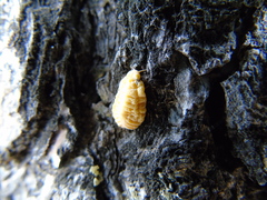 Marchalina hellenica