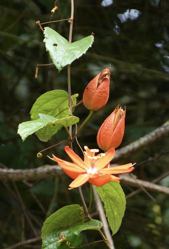 Scarlet passionflower (Passiflora coccinea)