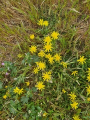 Asteraceae