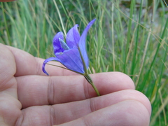 Campanula spatulata
