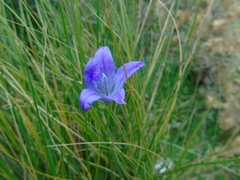 Campanula spatulata