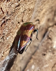 Buprestinae