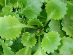 Saxifraga spathularis