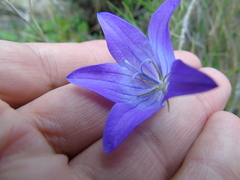 Campanula spatulata