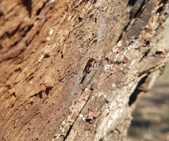 Buprestinae