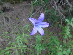 Campanula spatulata