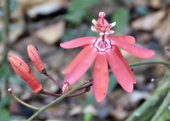 Passiflora glandulosa