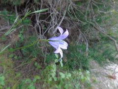 Campanula spatulata
