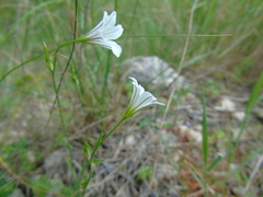 Gagea graeca