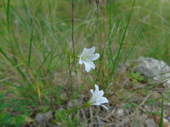 Gagea graeca