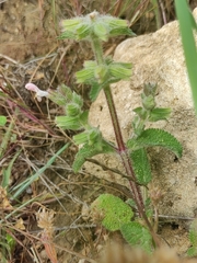 Salvia viridis