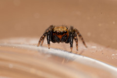 Euophrys