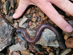 Digaster longmani