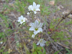 Gagea graeca