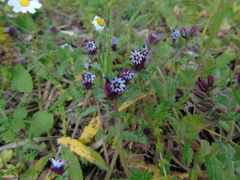 Anchusa variegata