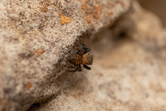Euophrys