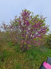 Cercis siliquastrum