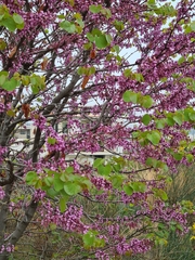 Cercis siliquastrum