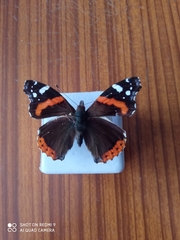 Vanessa atalanta