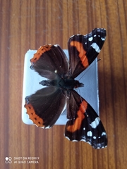 Vanessa atalanta