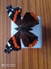 Vanessa atalanta