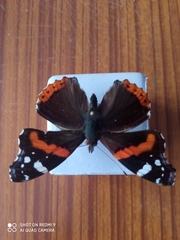 Vanessa atalanta