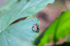 Pseudomictis obtusispinus