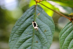 Thysanoptyx incurvata