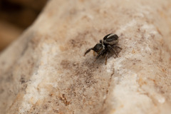 Pellenes geniculatus