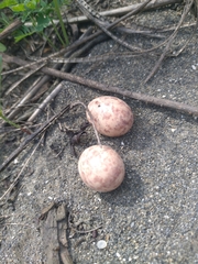 Caprimulgus affinis stictomus