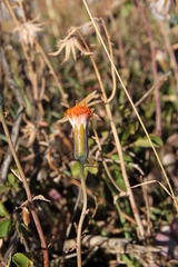 Kleinia petraea