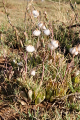 Kleinia petraea