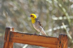 Ploceus sakalava