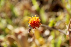 Kleinia petraea