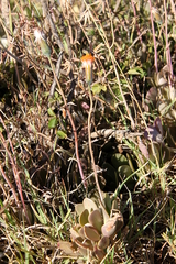Kleinia petraea