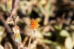 Kleinia petraea