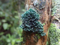 Leioderma pycnophorum