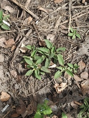 Symphytum