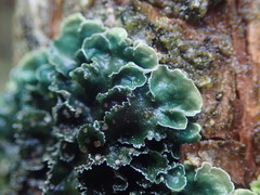 Leioderma pycnophorum