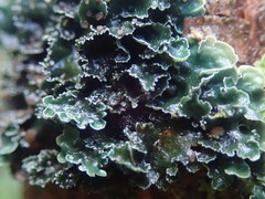 Leioderma pycnophorum