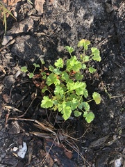 Pelargonium fragrans