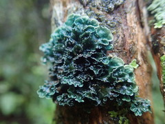 Leioderma pycnophorum