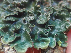 Leioderma pycnophorum