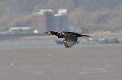 Phalacrocorax carbo