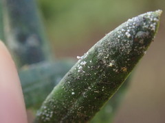 Podotara pilophoriformis