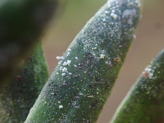 Podotara pilophoriformis