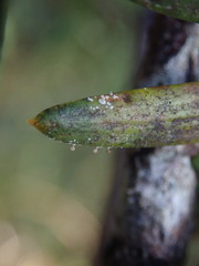 Podotara pilophoriformis