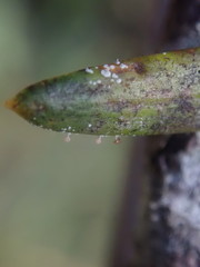 Podotara pilophoriformis