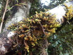 Cladomnion ericoides