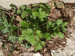 Geum